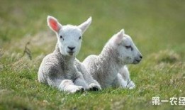 热点爆料羊崽视频,揭开农场养殖黑幕